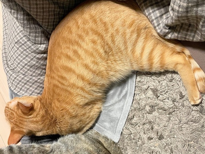 チキンに見える猫