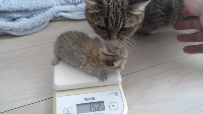 体重を計る子猫の写真