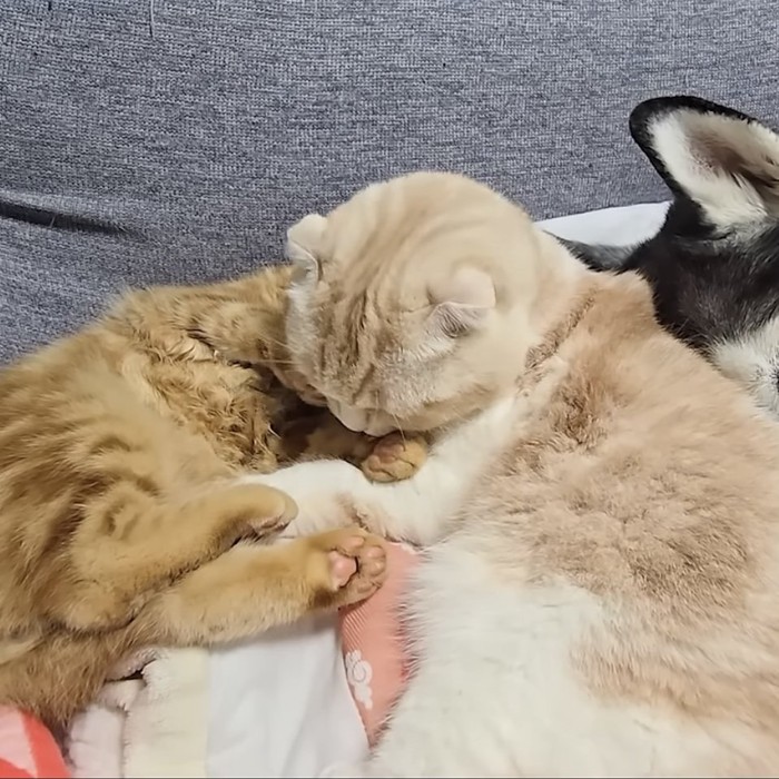 子猫の前足を舐める猫の写真