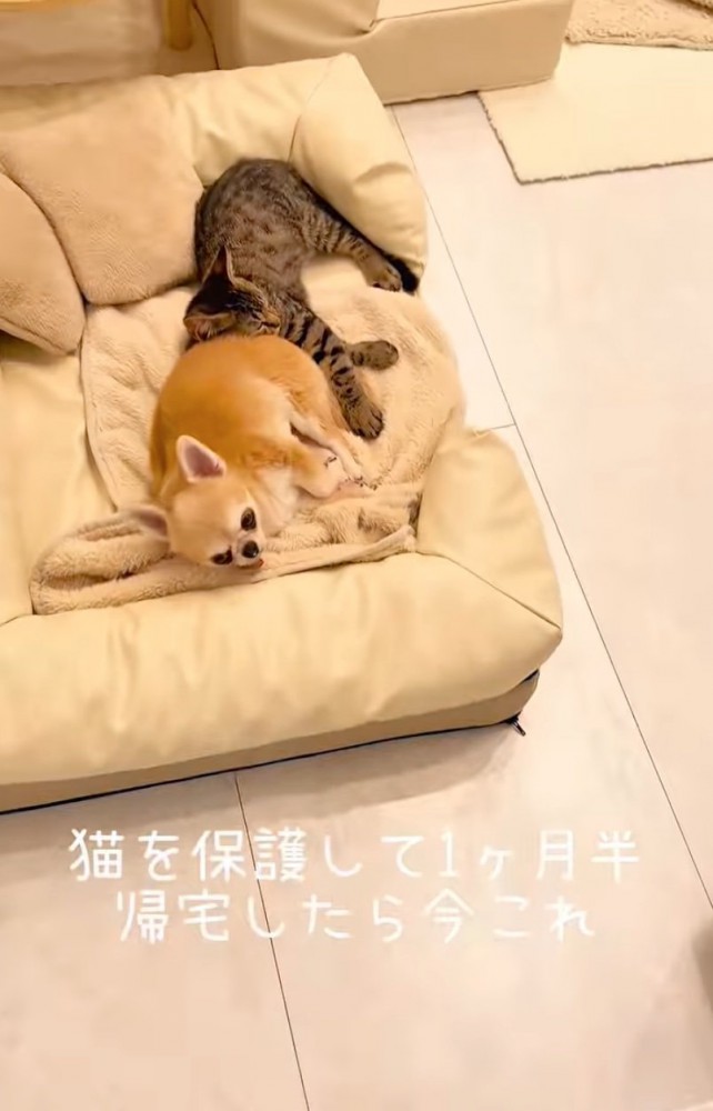 チワワにくっつく猫