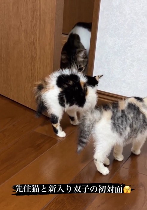 顔を近づける先住猫