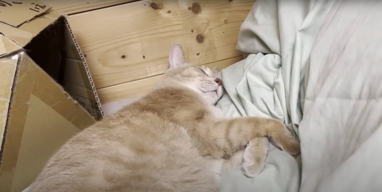 ベッドの上で眠る茶色の猫