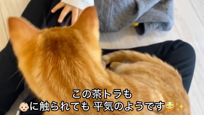 テロップ「この茶トラも～」