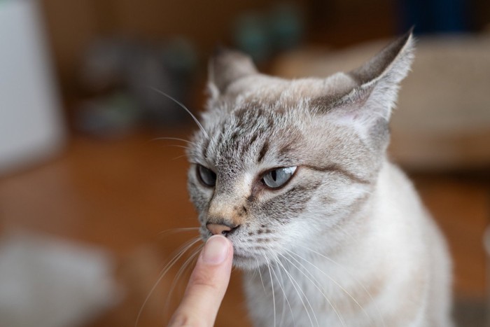 指を近づけられてイカ耳の猫