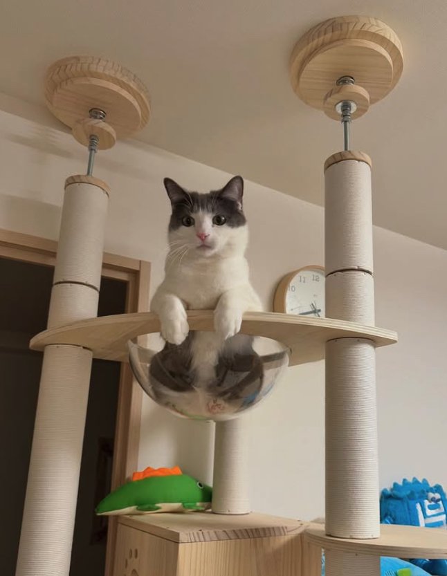 キャットタワーのボウルでお座りしている猫