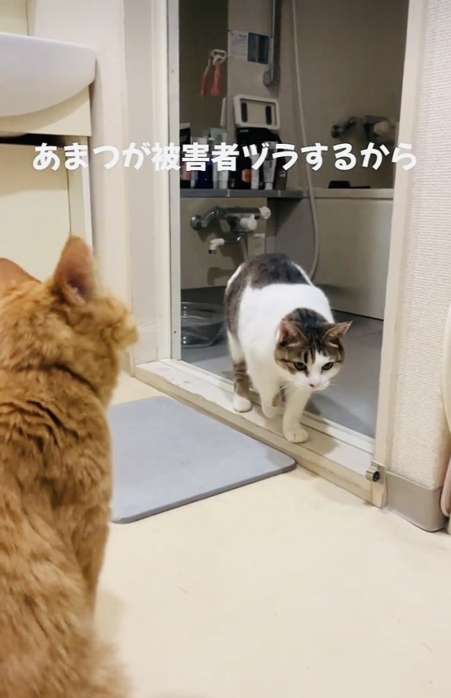 キジ白猫を見る茶トラ猫