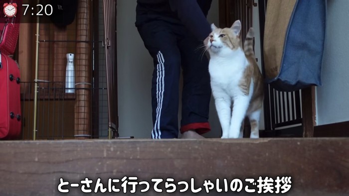 なでられる猫