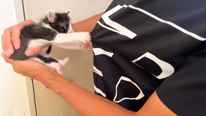 肉球が見える子猫