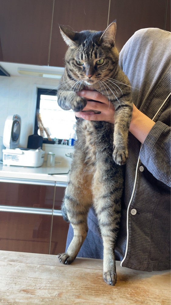 テーブルの上に立つ猫