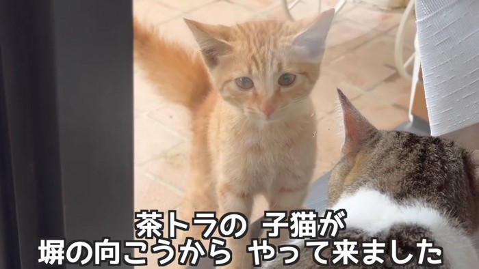 窓の外にいる子猫