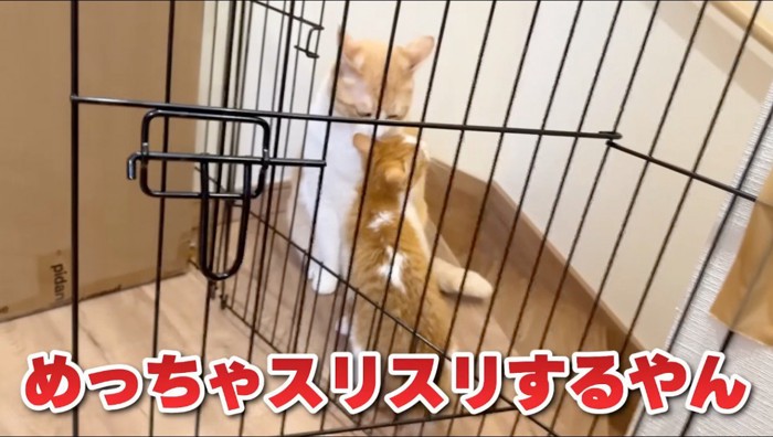 茶白猫に体をすり寄せる子猫