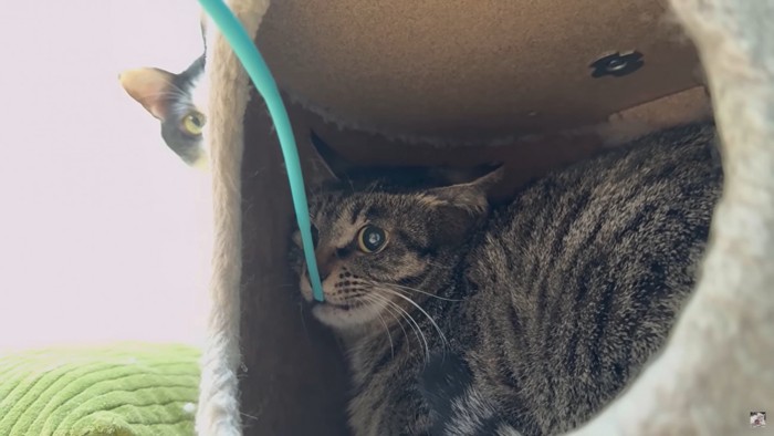 猫じゃらしに興味ナシなきなこ