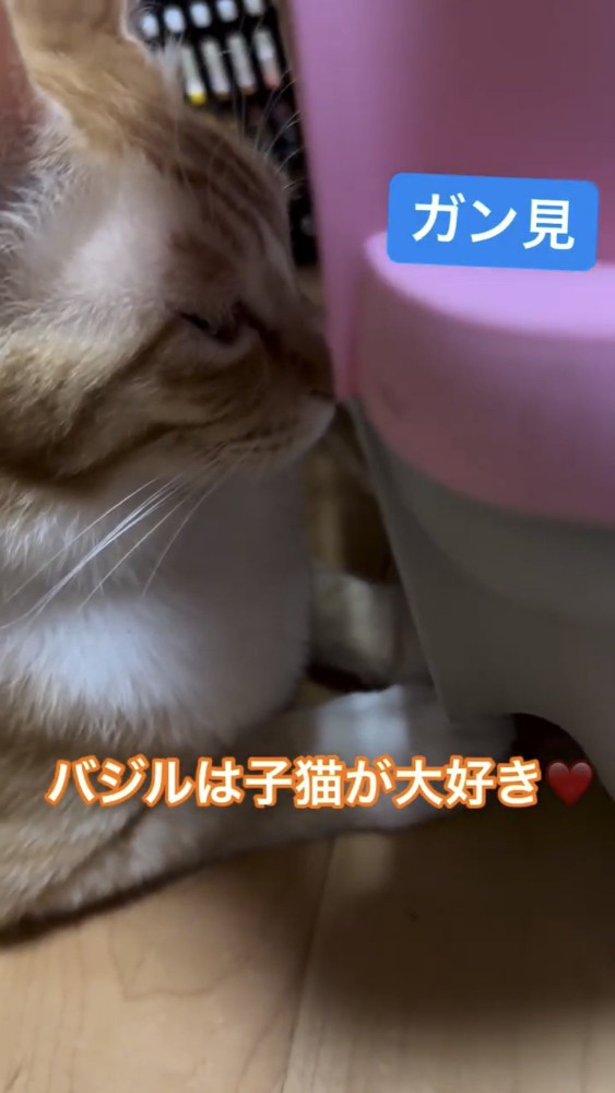 キャリーケースに顔をくっつける猫