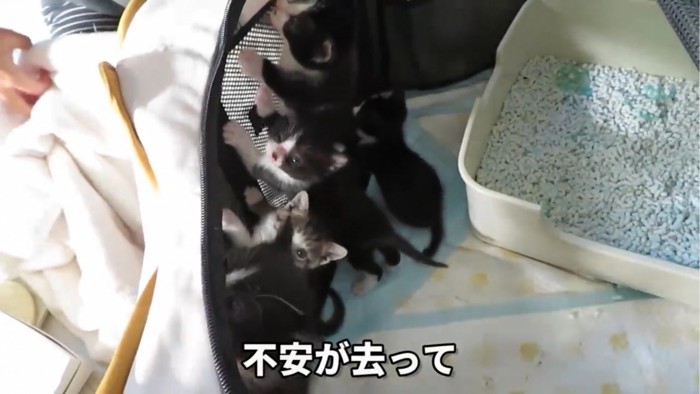 ケージから出たがる5匹の子猫