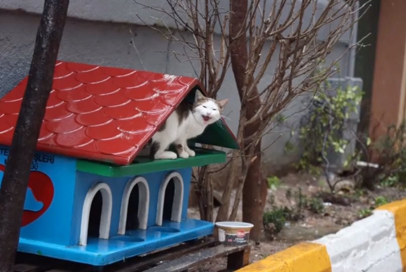 カラフルなお家から顔を覗かせる猫さん