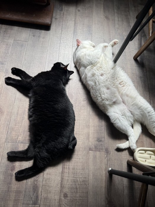 床で寝る2匹の猫