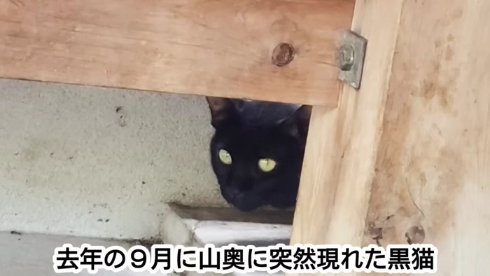 黒猫の顔