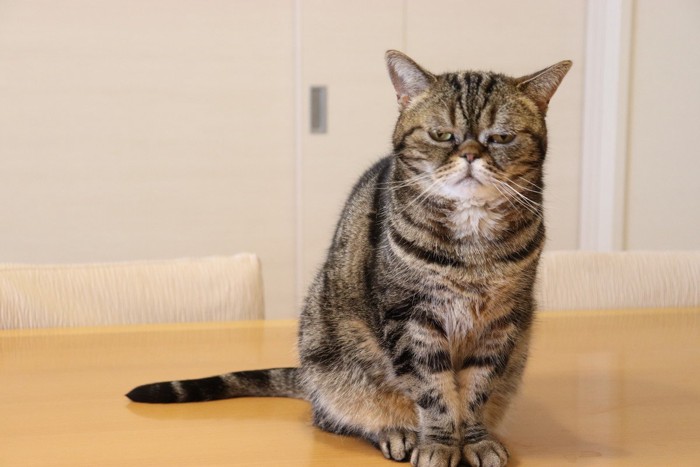 落ち込む表情の猫アメリカンショートヘアー