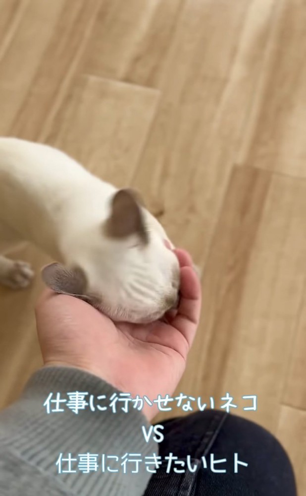 飼い主さんの指を吸う子猫