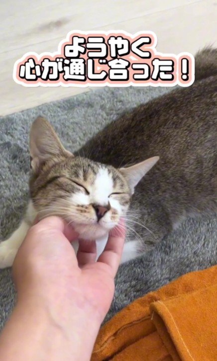 あごをなでられる猫
