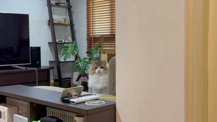 恐る恐る見つめるコロタ