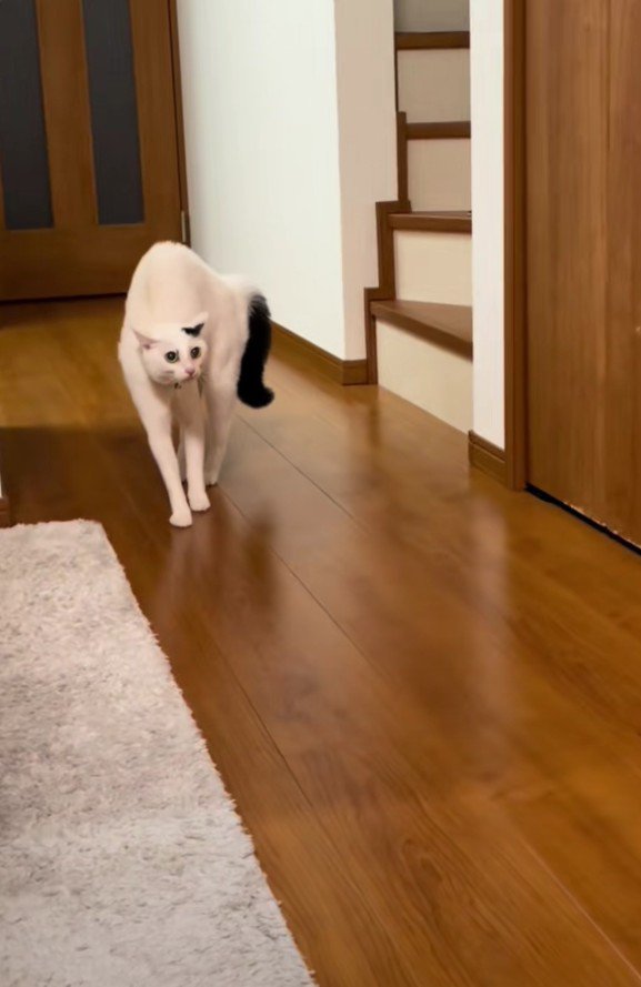 警戒しているハクちゃん