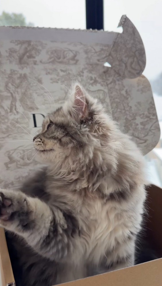 箱の中に入って辺りを見まわす猫