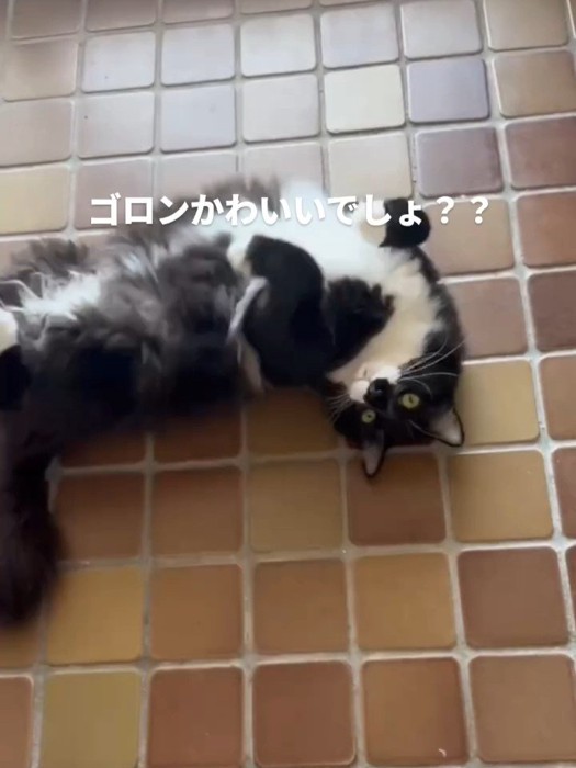 仰向けの猫