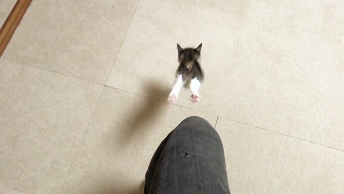 飛び降りる姿