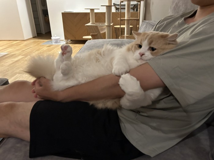 仰向けで人の腕を抱きしめる猫