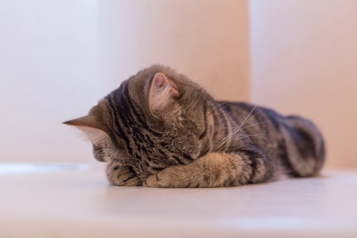 手に顔をうずめて寝る猫