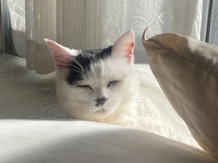 目をつむる猫の顔のアップ