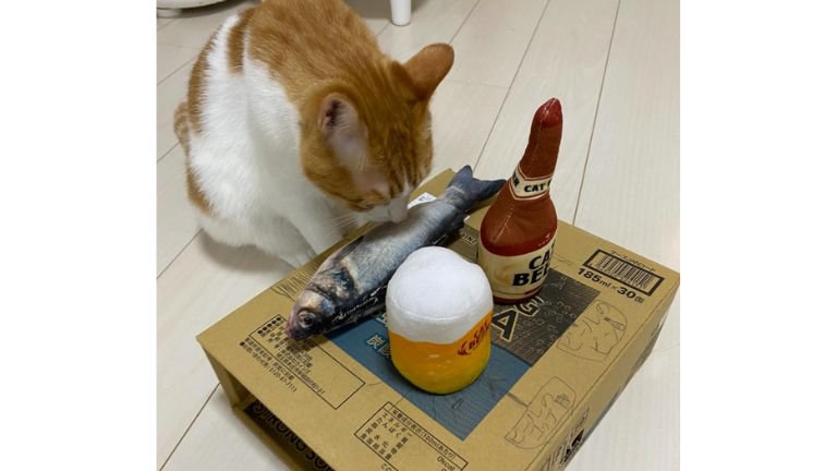 猫とダンボール