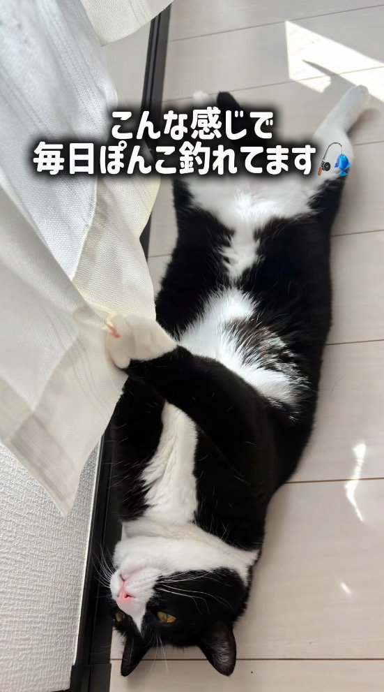 爪にカーテンが引っかかって遠くを見つめる猫