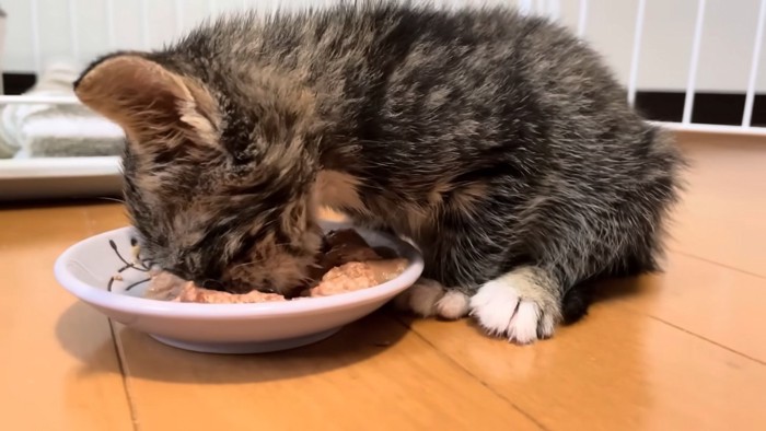 お皿に顔を入れて食べる子猫