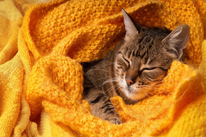 安心して眠る猫