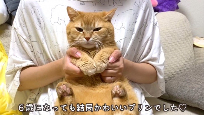 抱っこされる猫