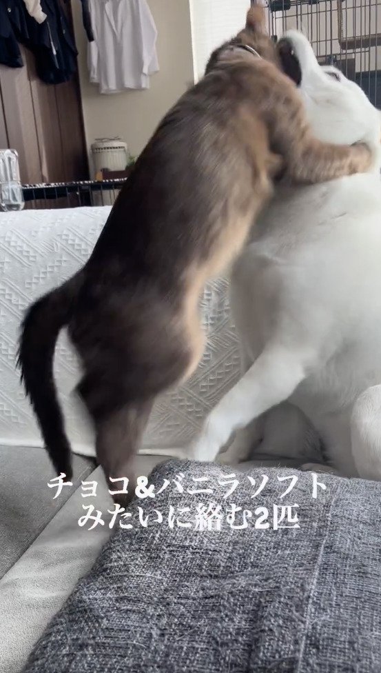 犬に飛びかかる猫