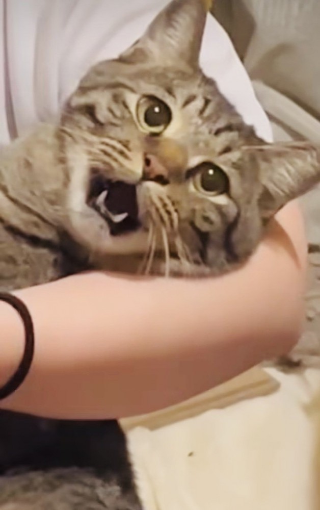 ママさんに爪を切られるキジトラ猫