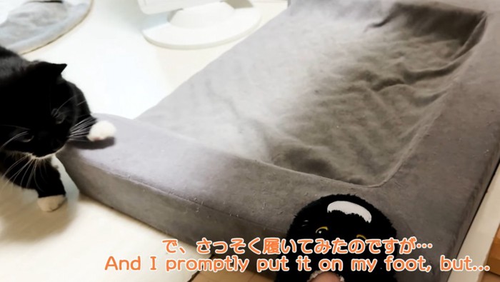 左端に黒白猫と中央下に黒いスリッパ