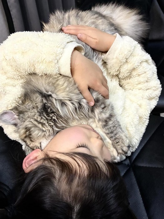 女の子に抱っこされている猫