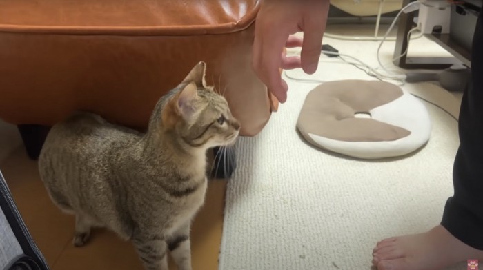 飼い主になでられる直前の猫
