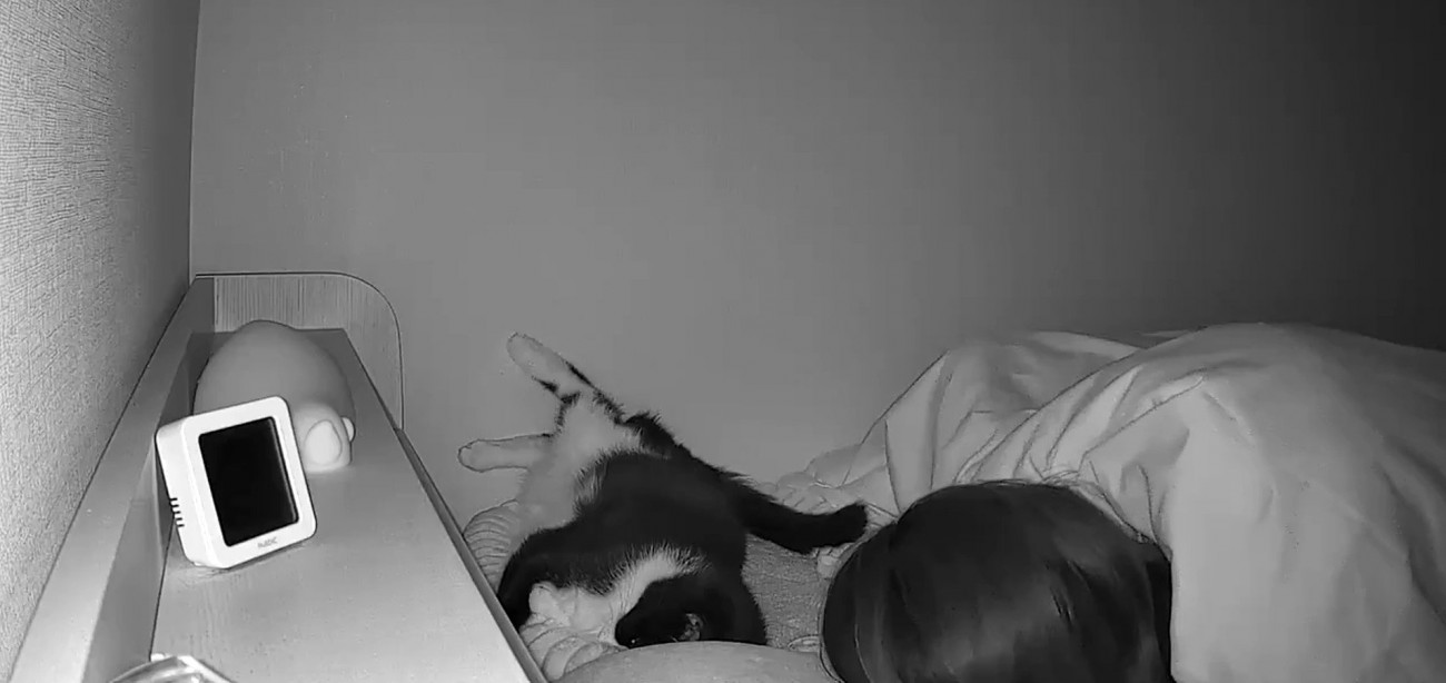 飼い主と寝る猫