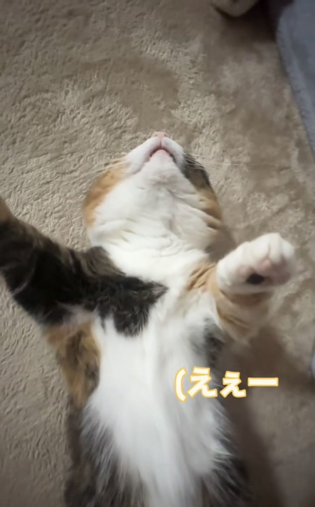 仰向けで寝るマンチカン