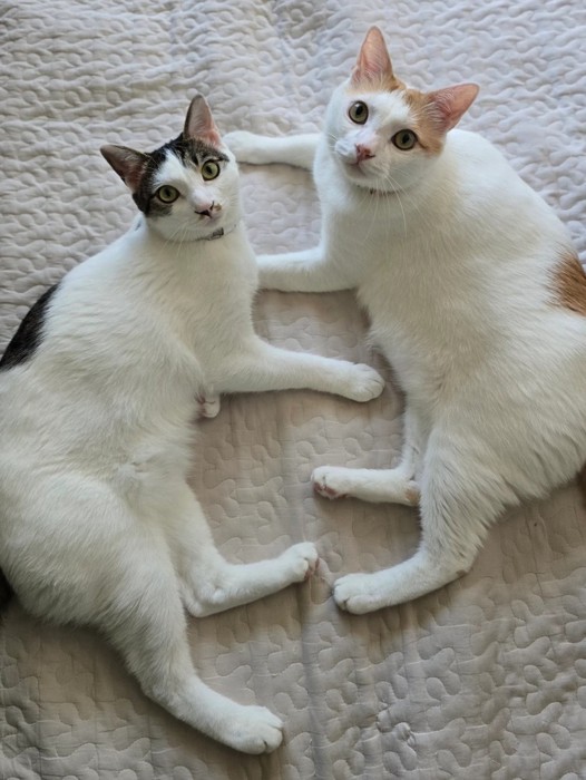 カメラ目線の2匹の猫