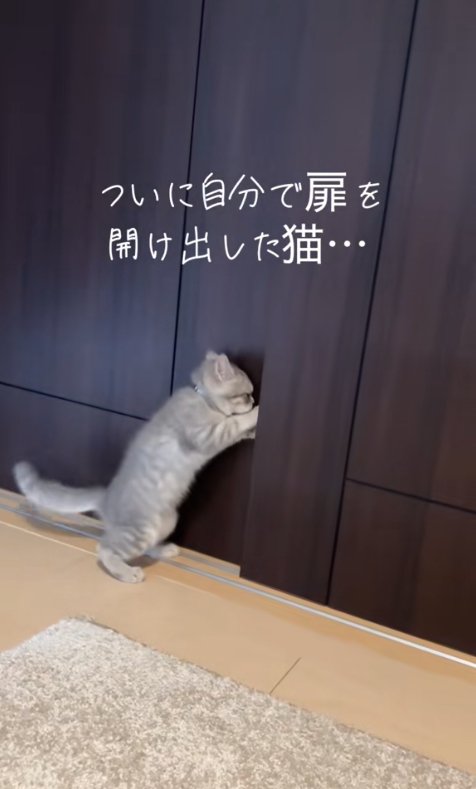 引き戸を横からパンチして開けようとしている子猫