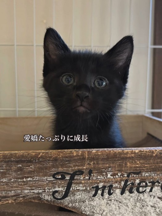 黒猫の顔