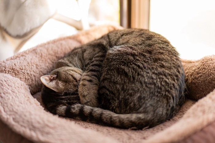 ベッドで寝る猫