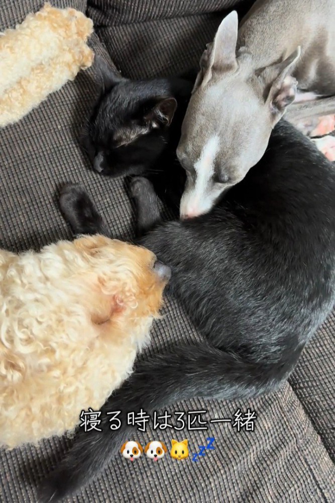 寝ている猫と犬