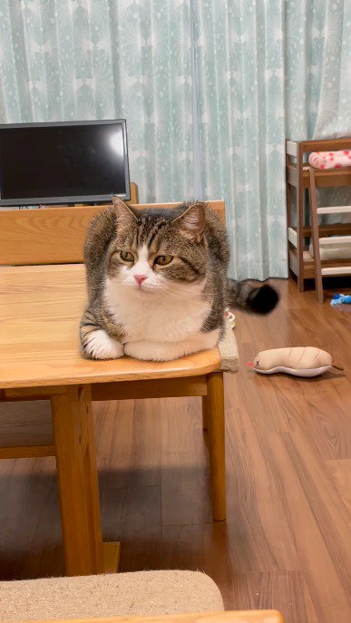 飼い主から視線を外す猫